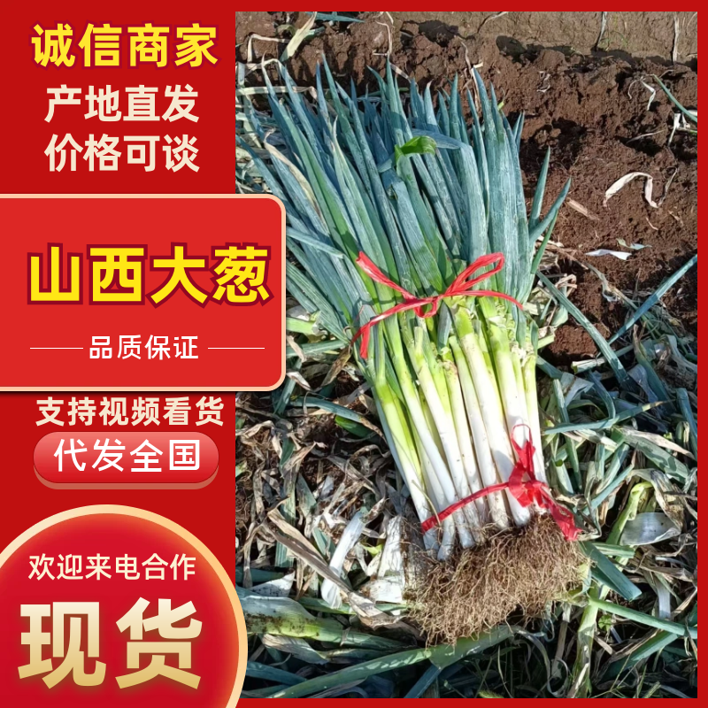 新鲜大葱钢葱视频看货现挖现发产地直供欢迎选购