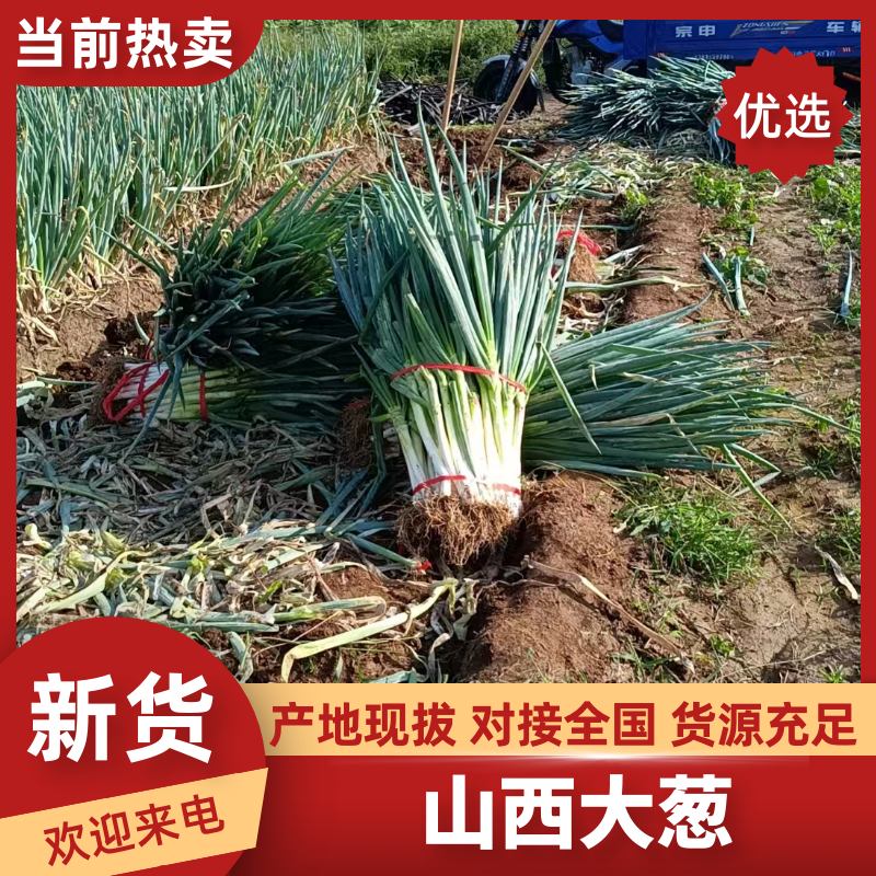 精品大葱新鲜供应去皮口感爽口现挖现发