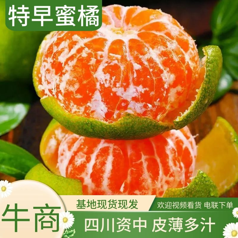 四川蜜橘，特早蜜橘产地一手货源，规格齐全，口感好品质高