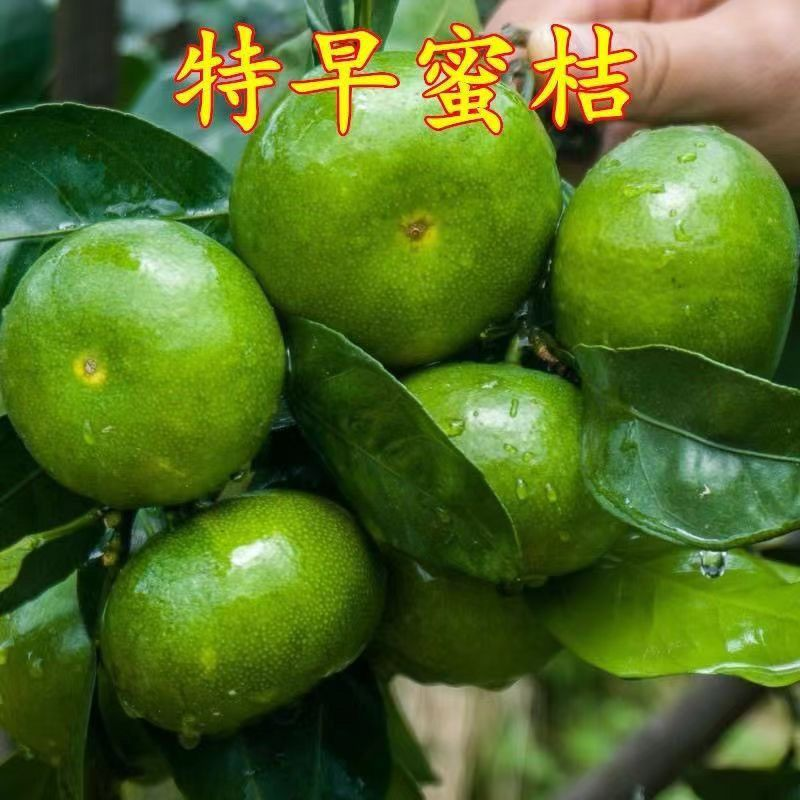 四川蜜橘，特早蜜橘产地一手货源，规格齐全，口感好品质高