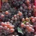 河北龙眼葡萄基地直发量大从优品质保证
