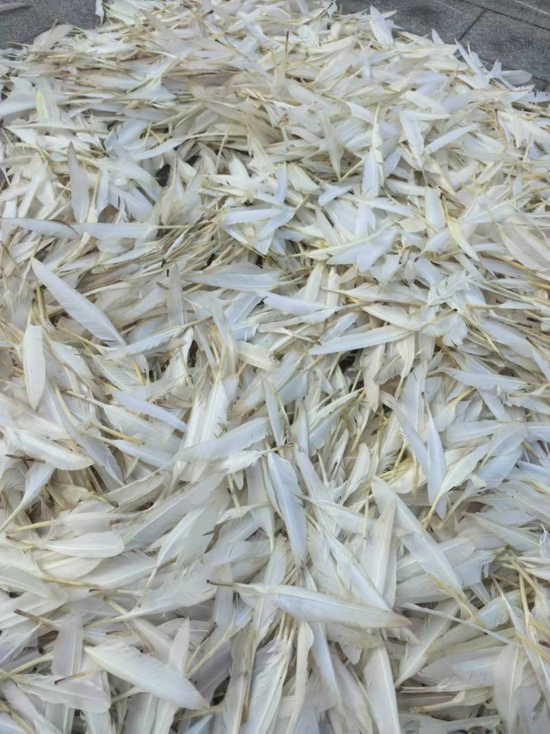 贵州一手货源鹅刀翎羽毛新鲜上市量大从优欢迎采购热卖中