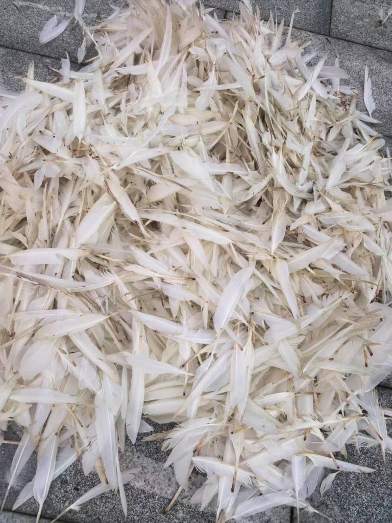 贵州鸭刀翎羽毛货源充足量大从优价格美丽质量好走货快