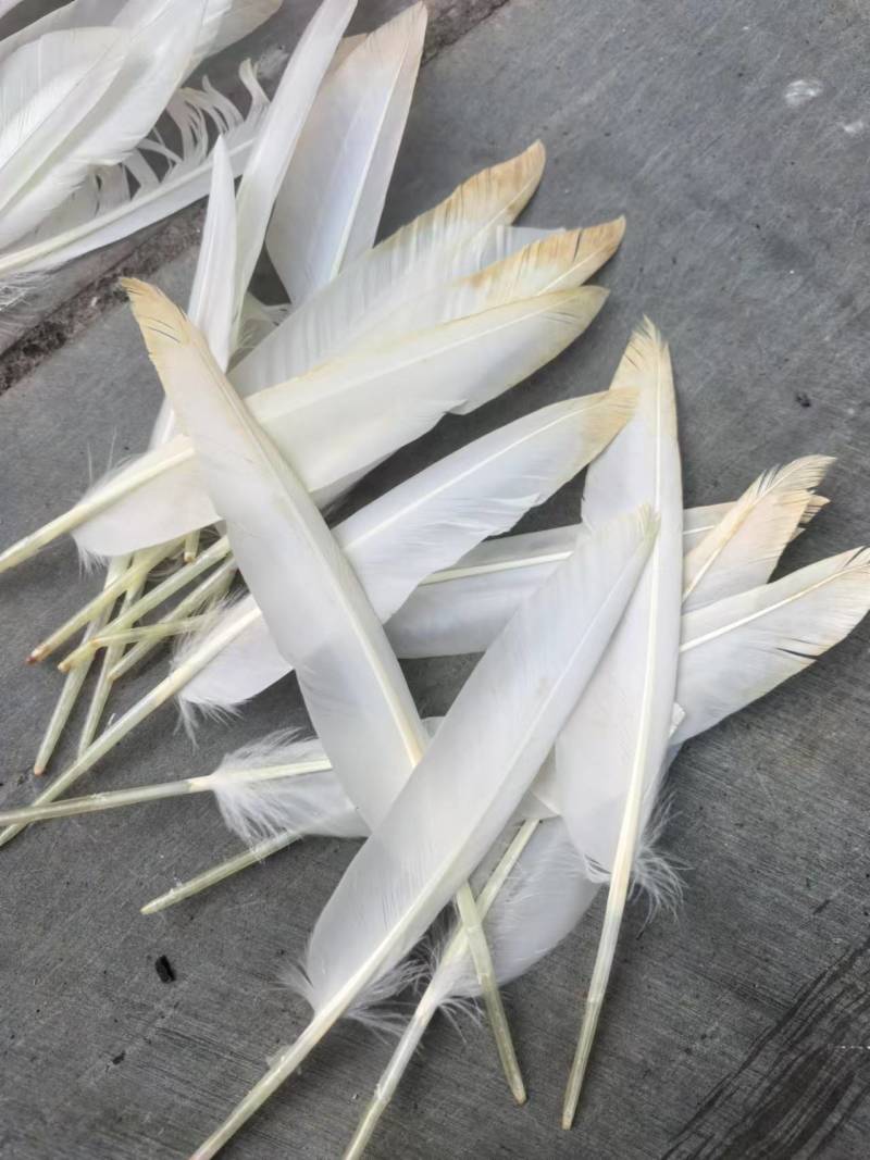 贵州鸭刀翎羽毛货源充足量大从优价格美丽质量好走货快