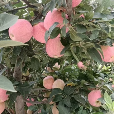 新红星苹果蛇果红富士苹果产地直销