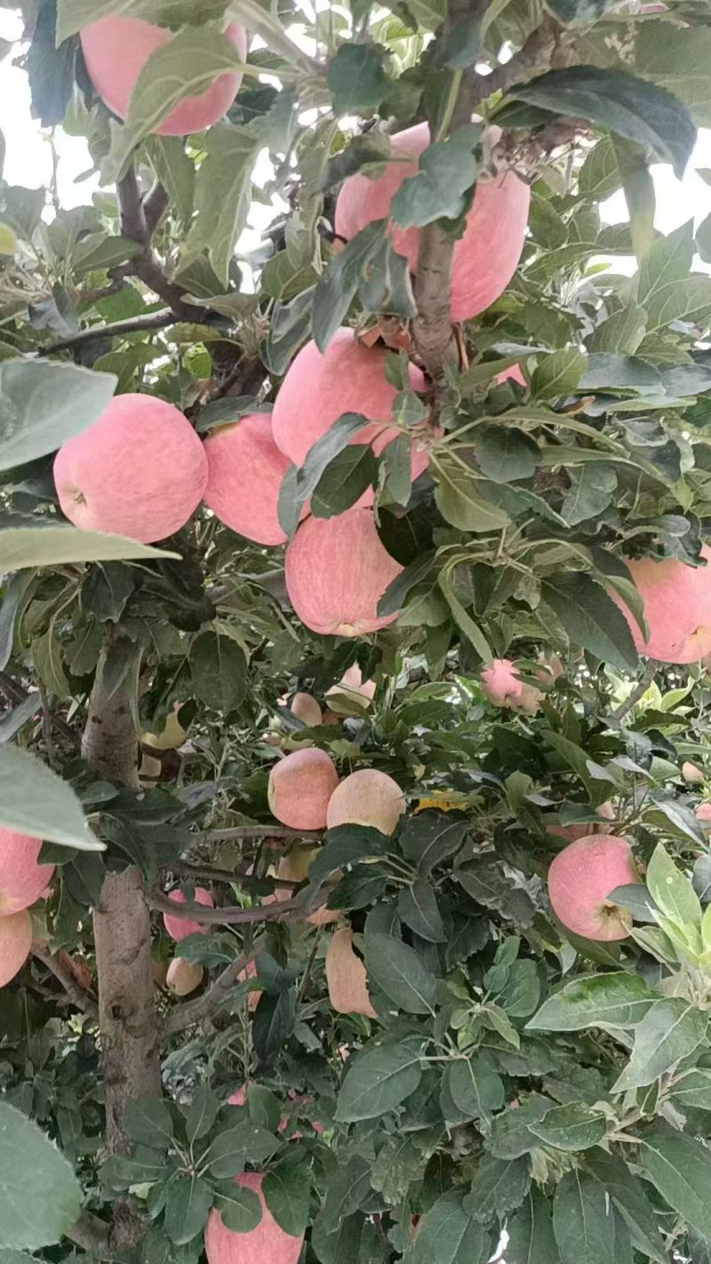 新红星苹果蛇果红富士苹果产地直销