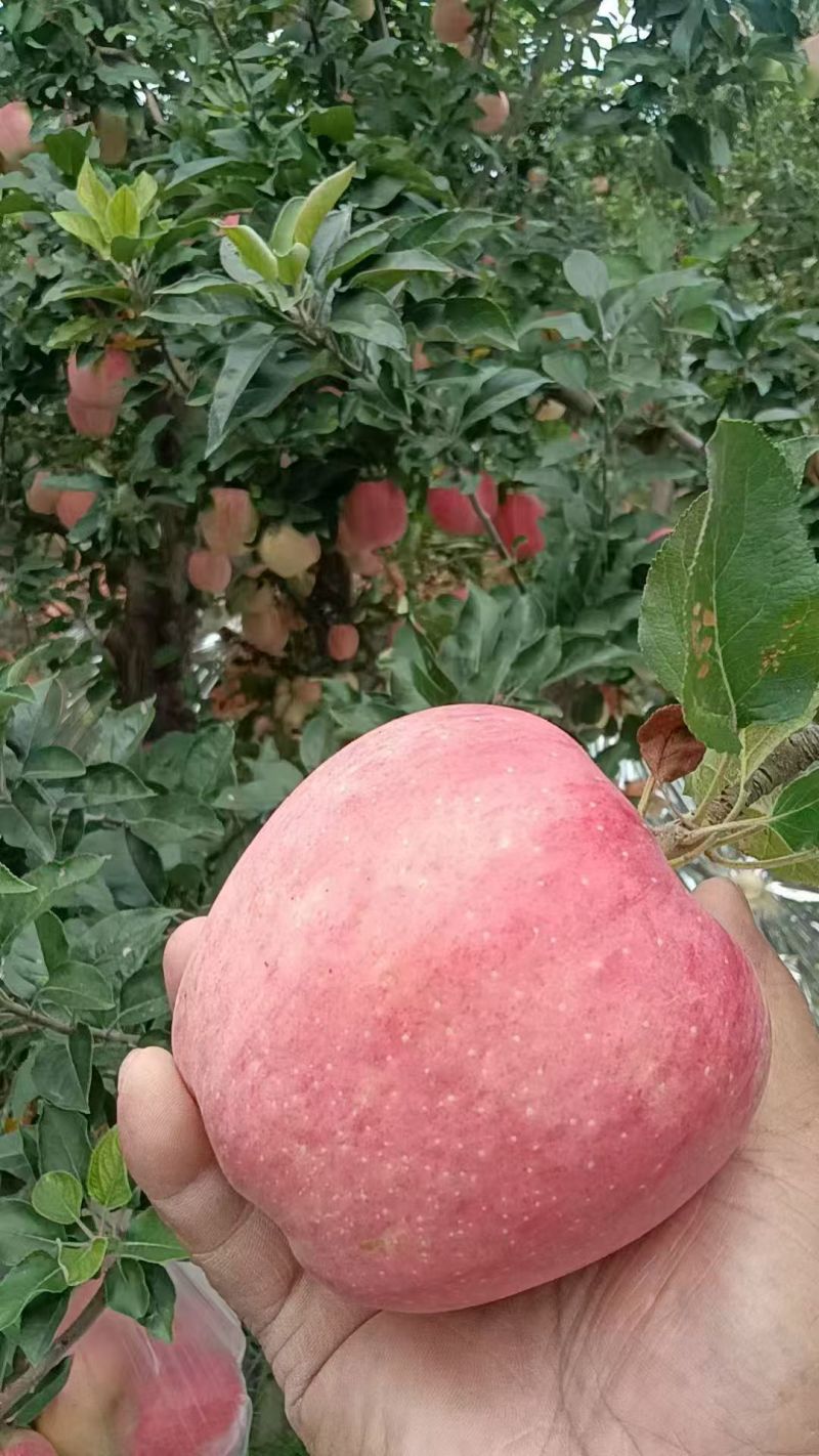 新红星苹果蛇果红富士苹果产地直销