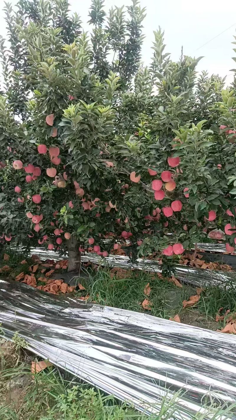新红星苹果蛇果红富士苹果产地直销