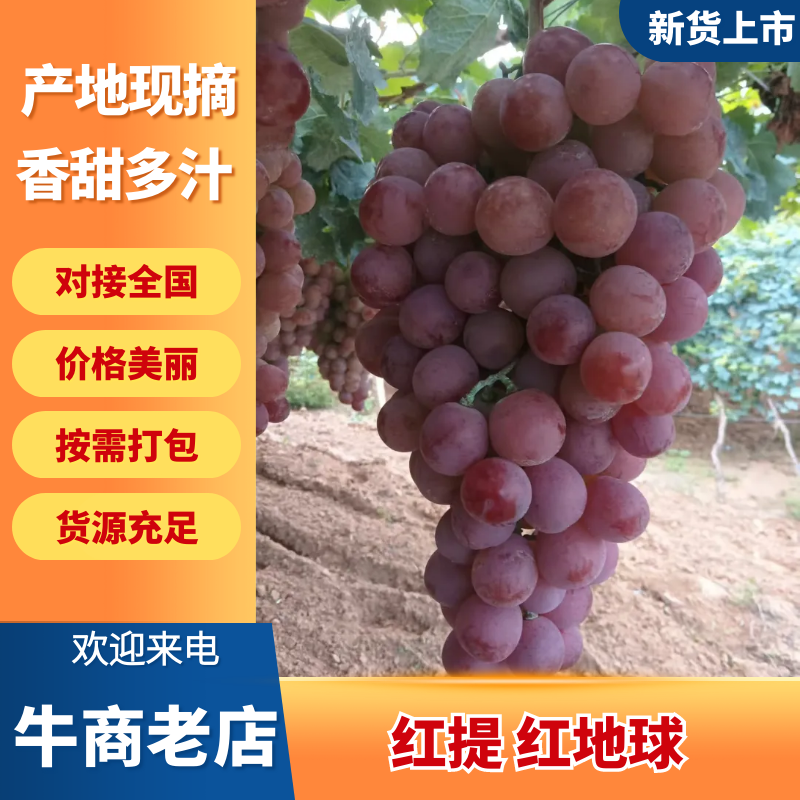 河北红提基地直发品质保证量大从优欢迎来电