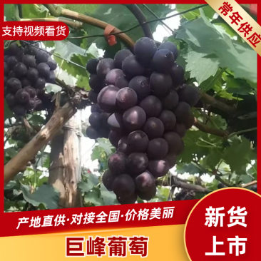 巨峰葡萄基地直发货源充足量大从优欢迎来电采购