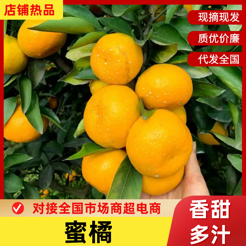 蜜橘四川特早蜜橘现摘现发供应全国市场电商商超