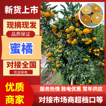 特早蜜橘四川蜜橘基地直发提供一条龙服务代发全国