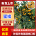 特早蜜橘四川蜜橘基地直发提供一条龙服务代发全国