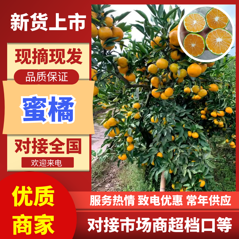 特早蜜橘四川蜜橘基地直发提供一条龙服务代发全国