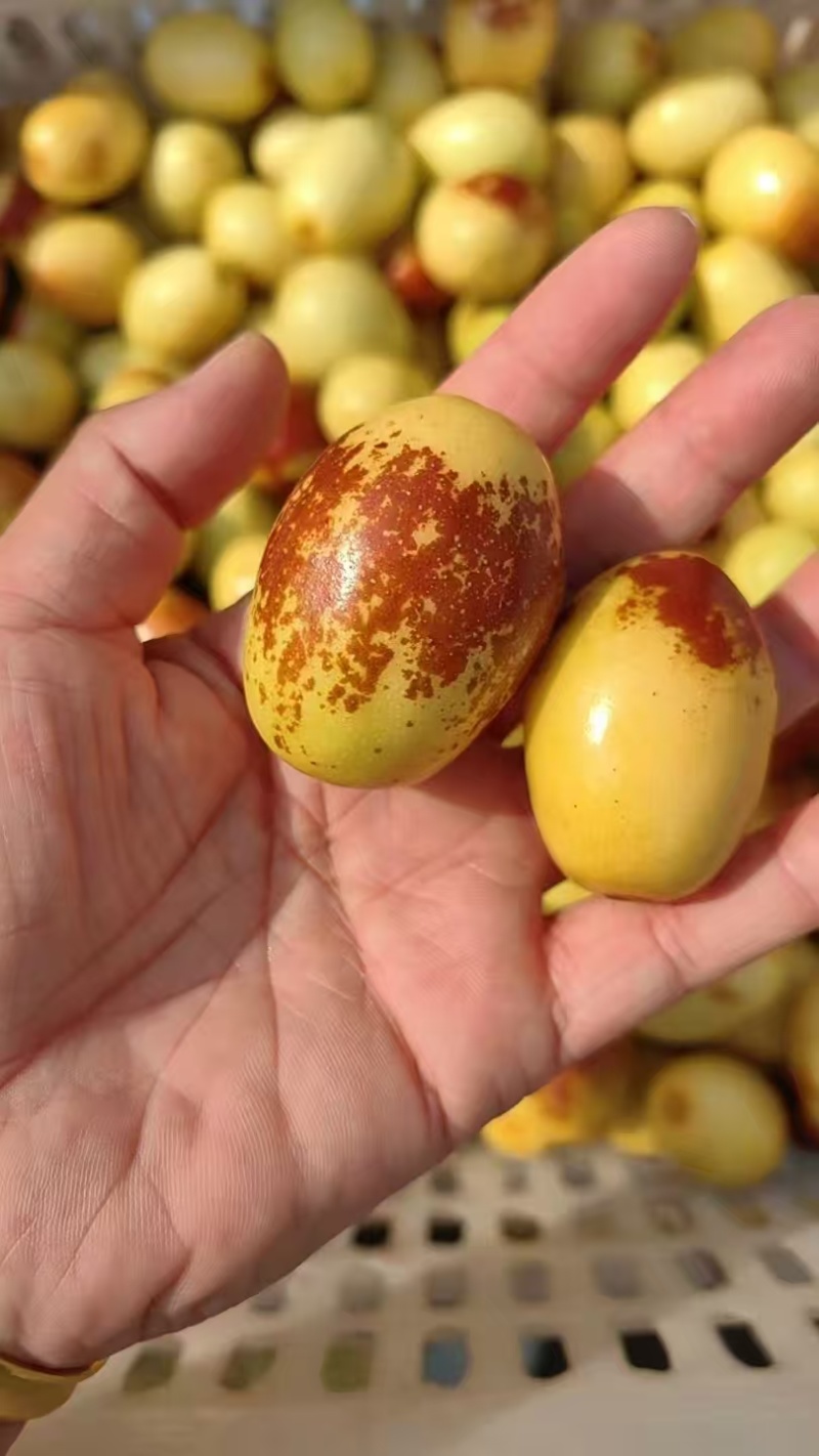 河北大枣【马奶枣】现在大面积成熟！欢迎新老客户电话联系
