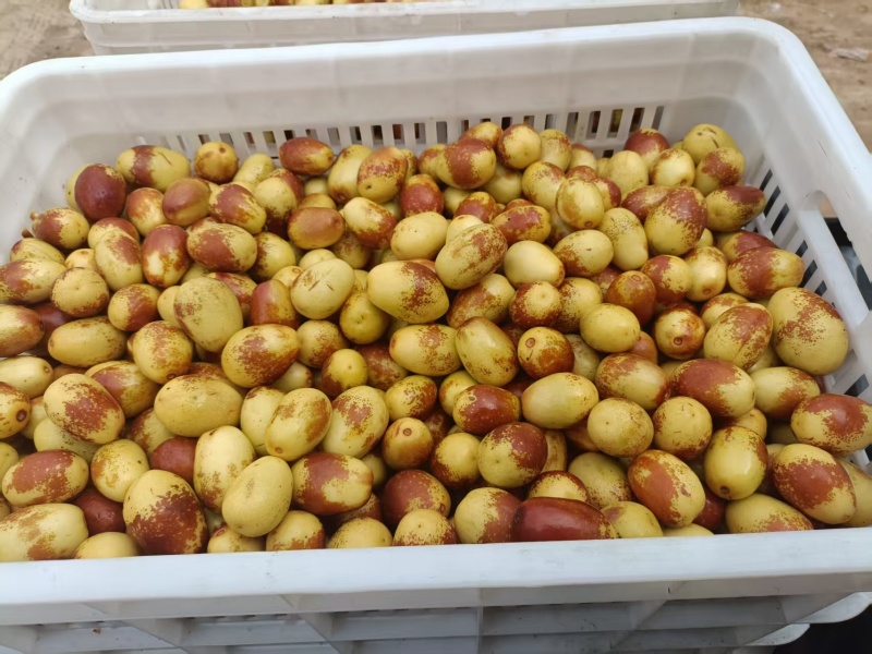 马奶枣，河北特产千亩马奶已经成熟想收货的抓紧联系！量大
