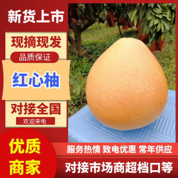 红心三红蜜柚大量上市了价格美丽品质保证一手货源