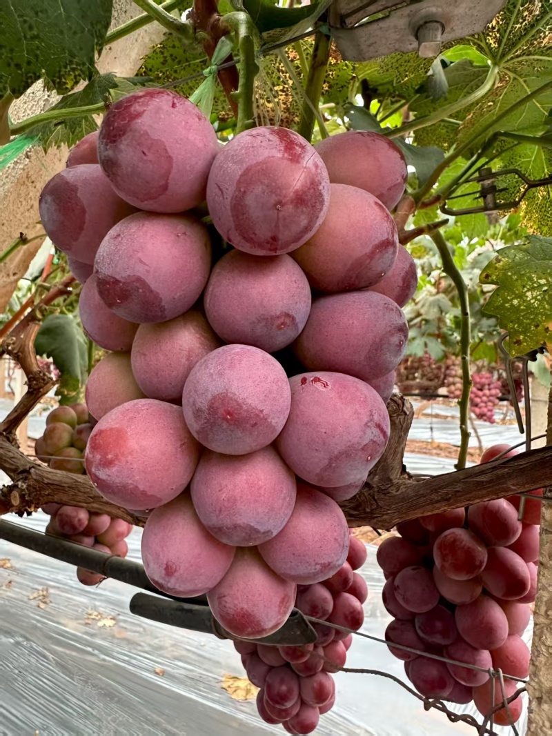 云南妮娜皇后葡萄清甜可口量大从优价格美丽质量好走货快