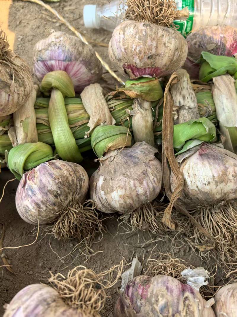 大蒜，金乡大蒜，对接全国各大批发商。现货稳定，价格可谈