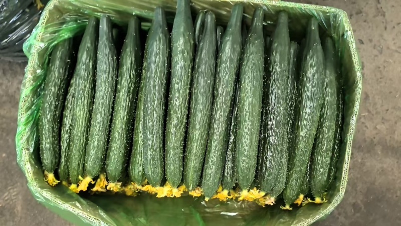 密刺黄瓜品质保证货源充足量大从优价格美丽