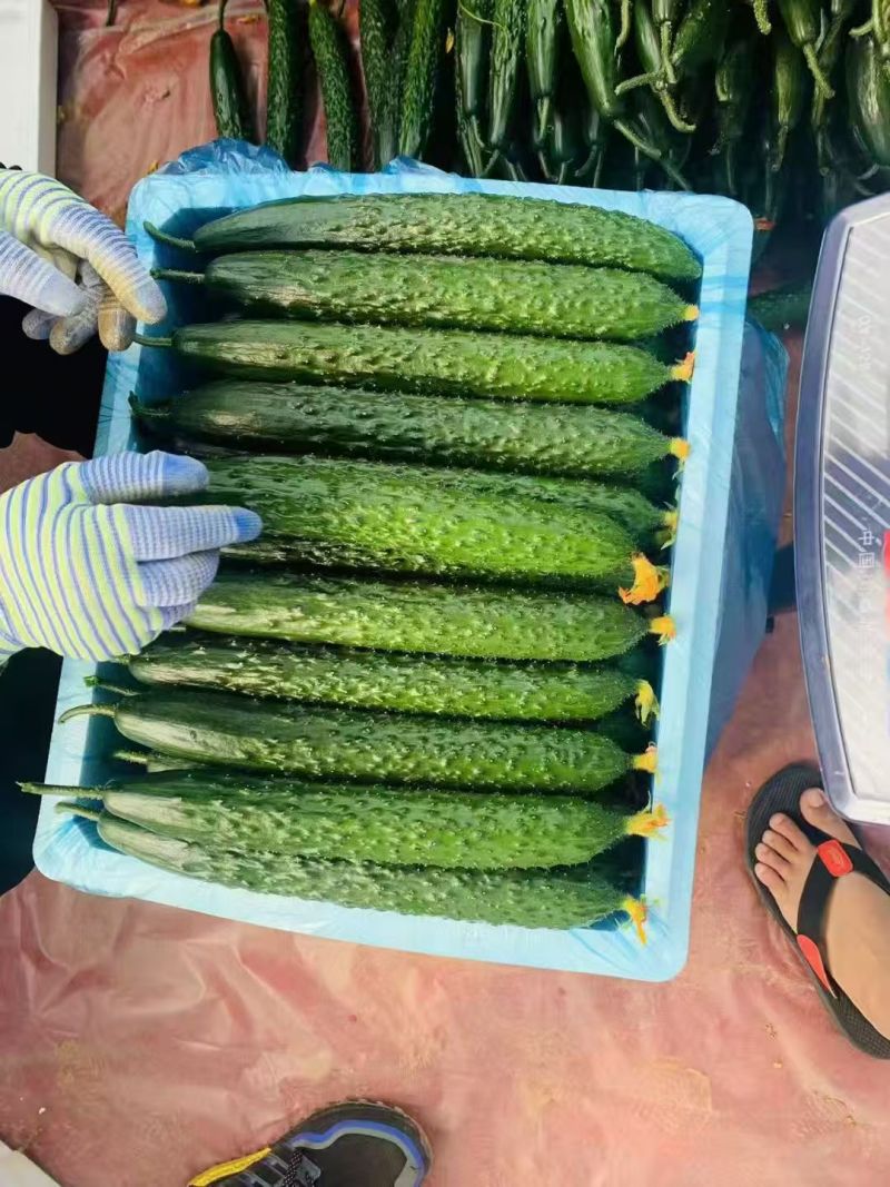 【电商】密刺黄瓜，电商黄瓜，现在基地大量出，来问价，便宜