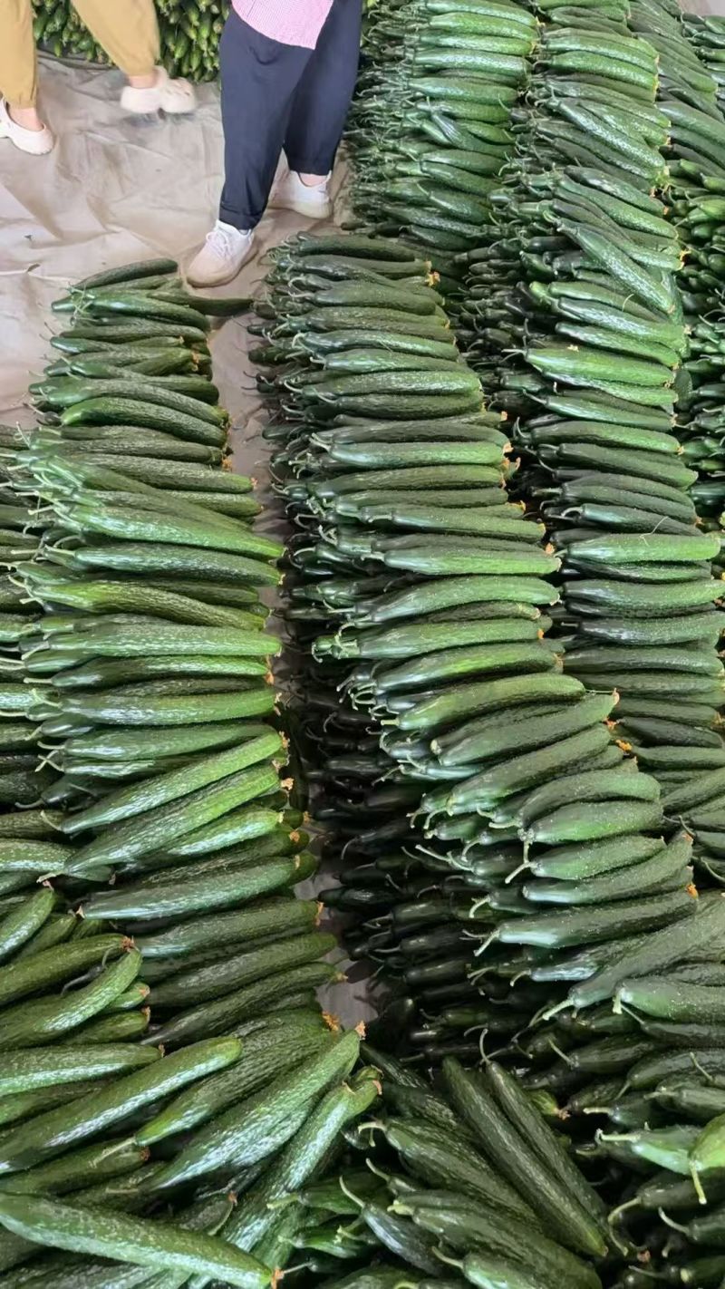 【电商】密刺黄瓜，电商黄瓜，现在基地大量出，来问价，便宜