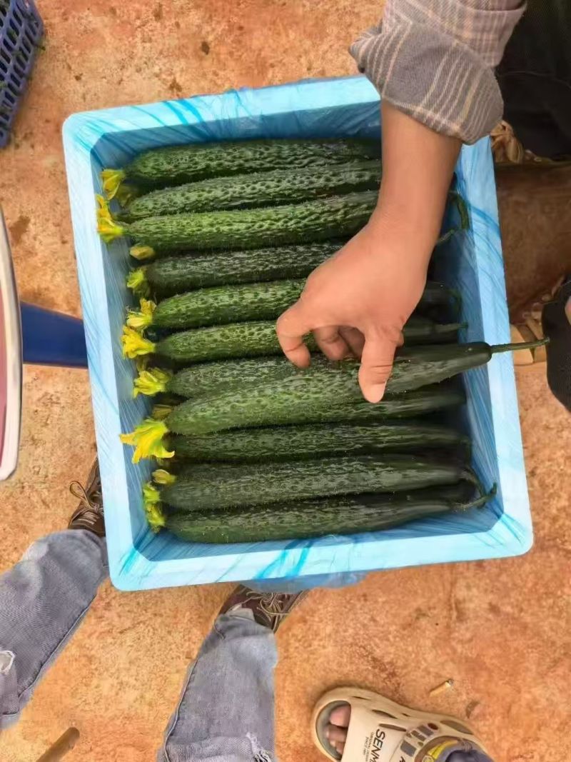【电商】密刺黄瓜，电商黄瓜，现在基地大量出，来问价，便宜