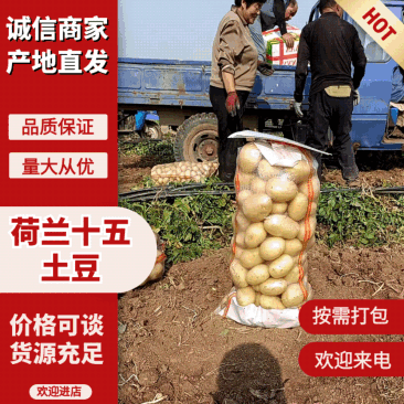 山东肥城大棚三模土豆大量供应，沃土，微七荷兰系列规格齐全