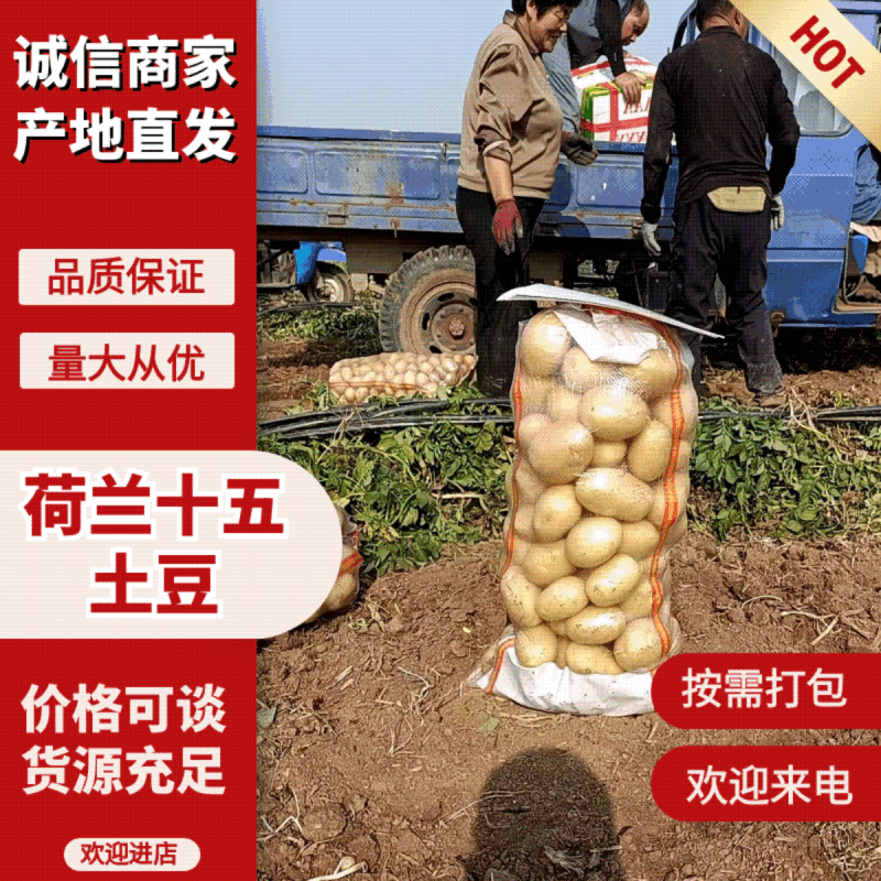 山东肥城大棚三模土豆大量供应，沃土，微七荷兰系列规格齐全