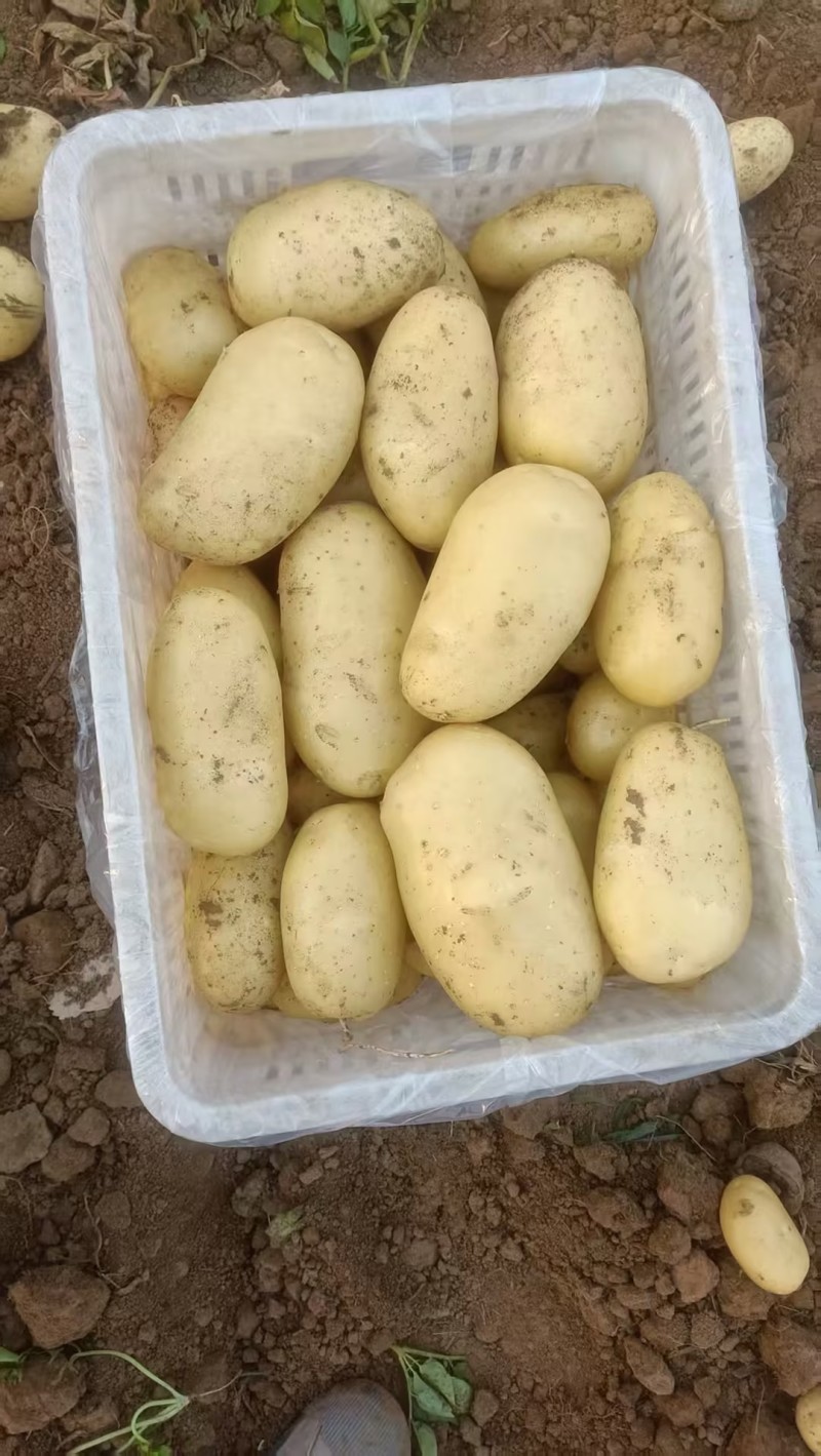 山东肥城大棚三模土豆大量供应，沃土，微七荷兰系列规格齐全