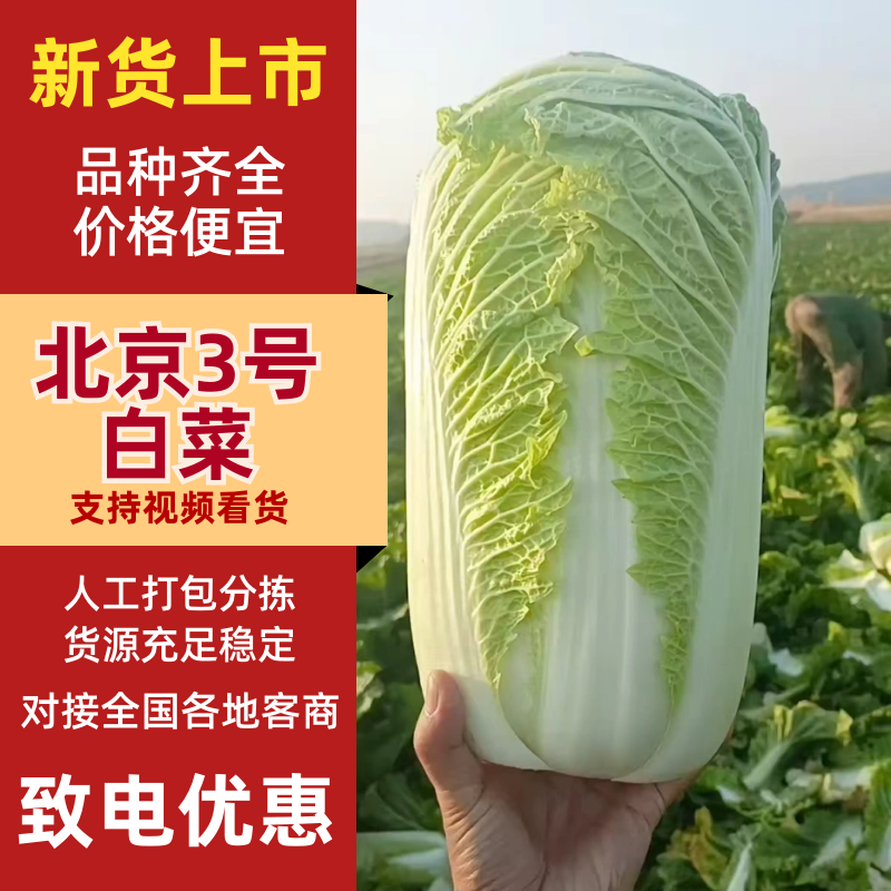 山东黄心白菜，北京三号白菜，净菜标准，可加工各种包装