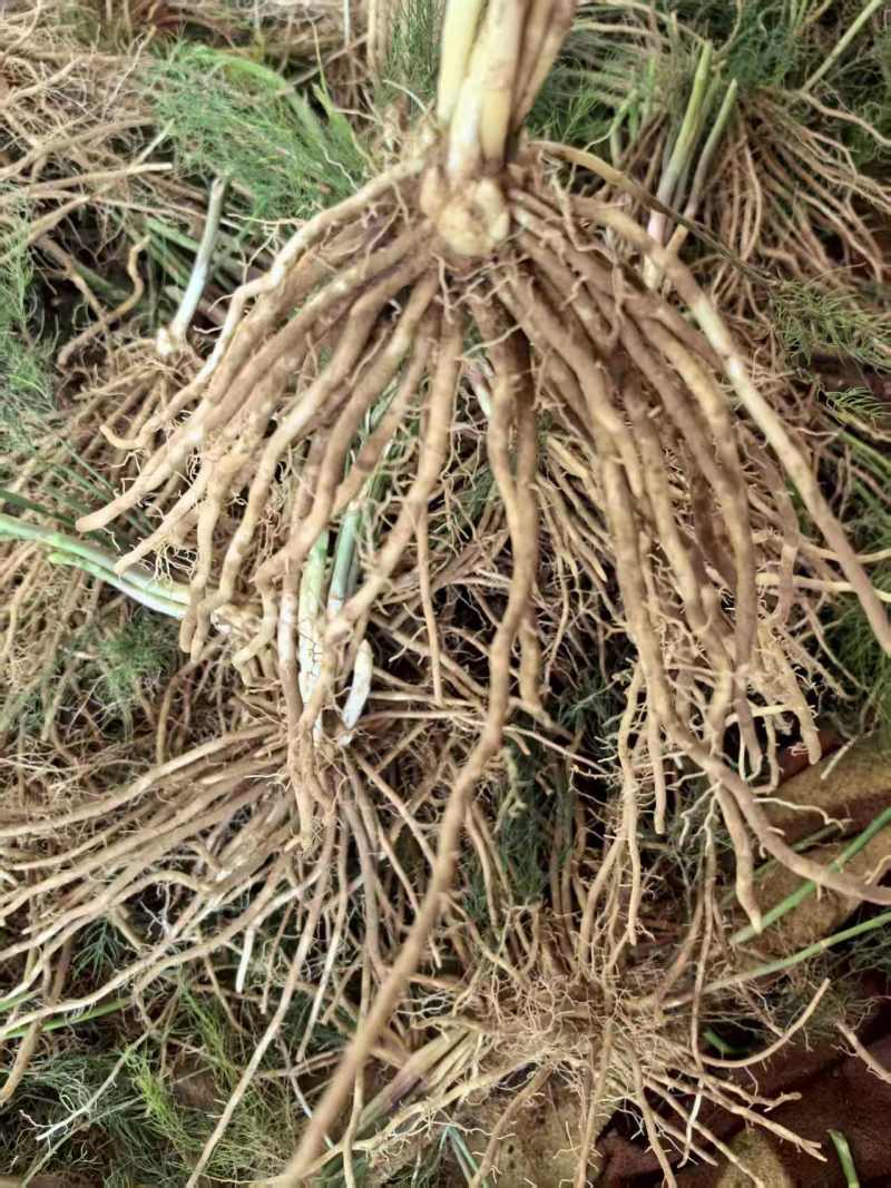 芦笋苗大量有货专业对接一手货源可视频看货
