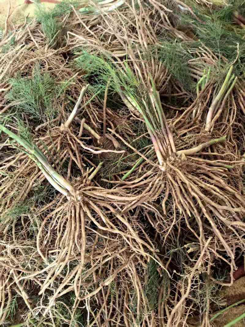 芦笋苗大量有货专业对接一手货源可视频看货
