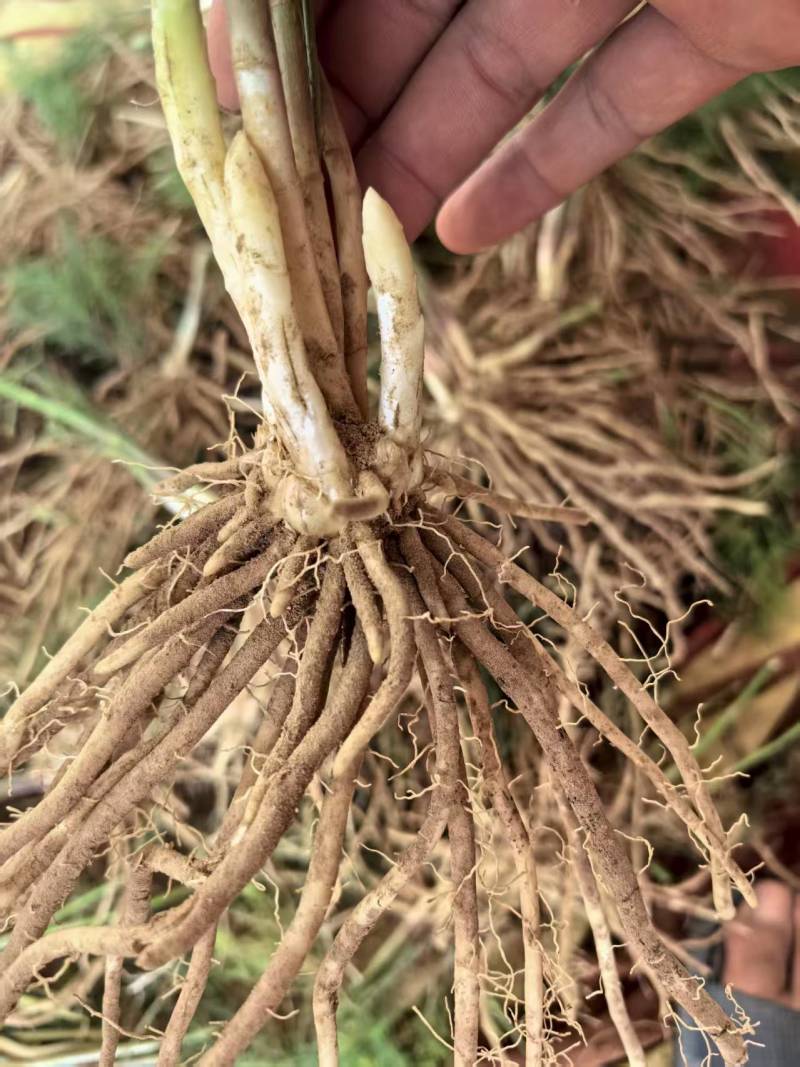 芦笋苗大量有货专业对接一手货源可视频看货