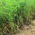 芦笋苗大量有货专业对接一手货源可视频看货