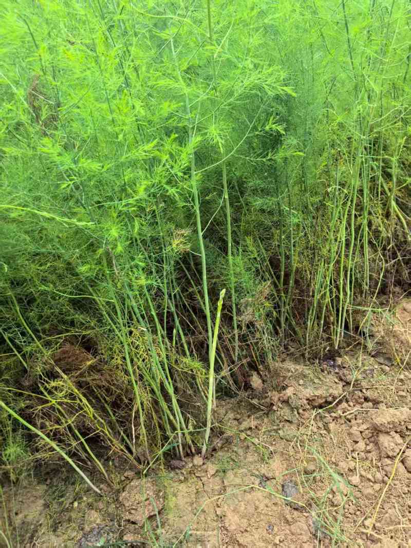 芦笋苗大量有货专业对接一手货源可视频看货