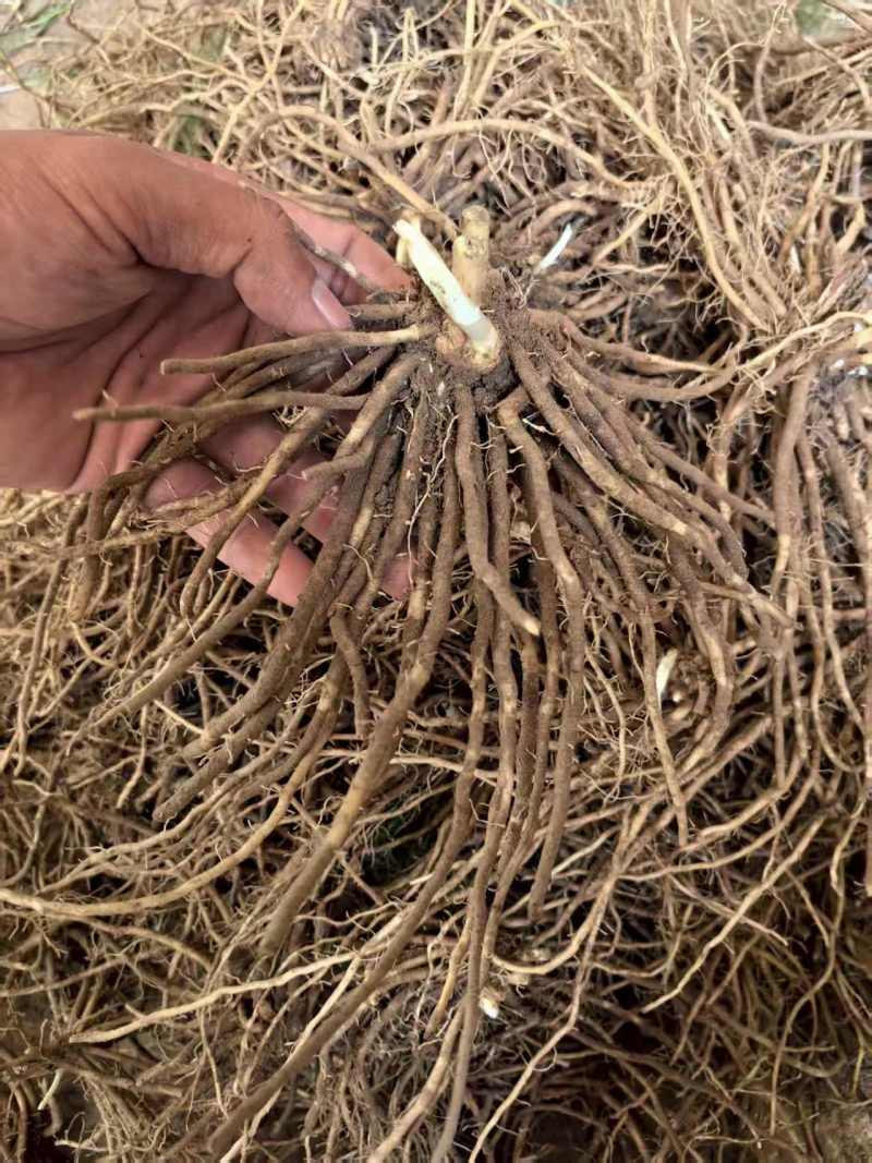 芦笋苗大量有货专业对接一手货源可视频看货