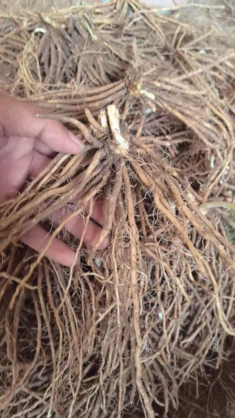 芦笋苗大量有货专业对接一手货源可视频看货