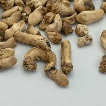西峡单剪抛光香菇脚一手货源产地种植加工销售支持一件代发