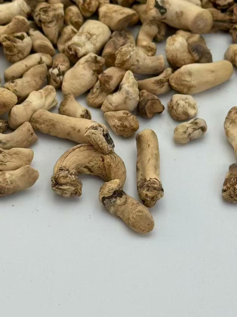 单剪香菇脚干货无泥沙抛光香菇脚，打磨香菇脚批发