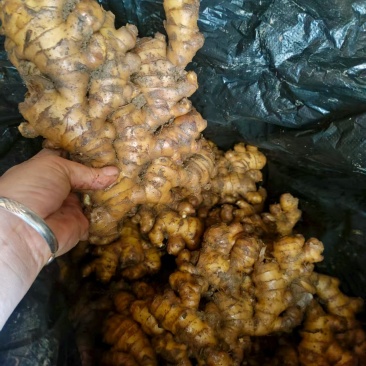 云南小黄姜，物美价廉，质量可观，诚信第一，值得您的信赖。