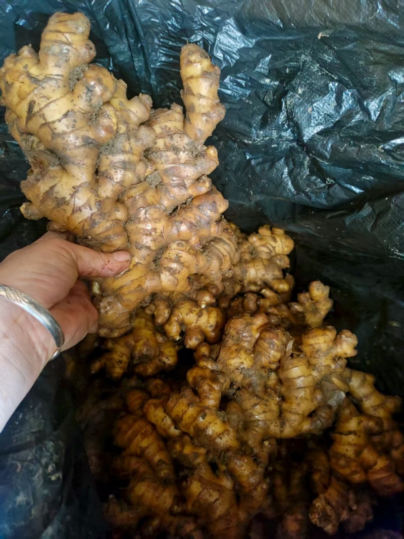 云南小黄姜，物美价廉，质量可观，诚信第一，值得您的信赖。