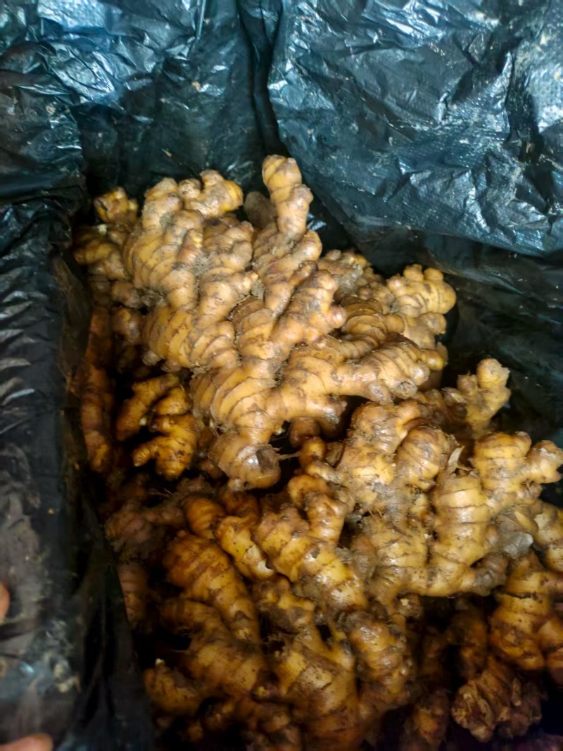 云南小黄姜，物美价廉，质量可观，诚信第一，值得您的信赖。