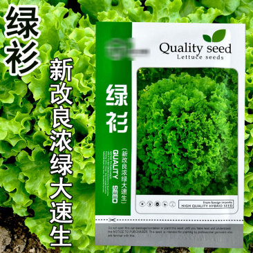 绿衫改良浓绿大速生菜种子产量高耐寒耐抽苔四季种植