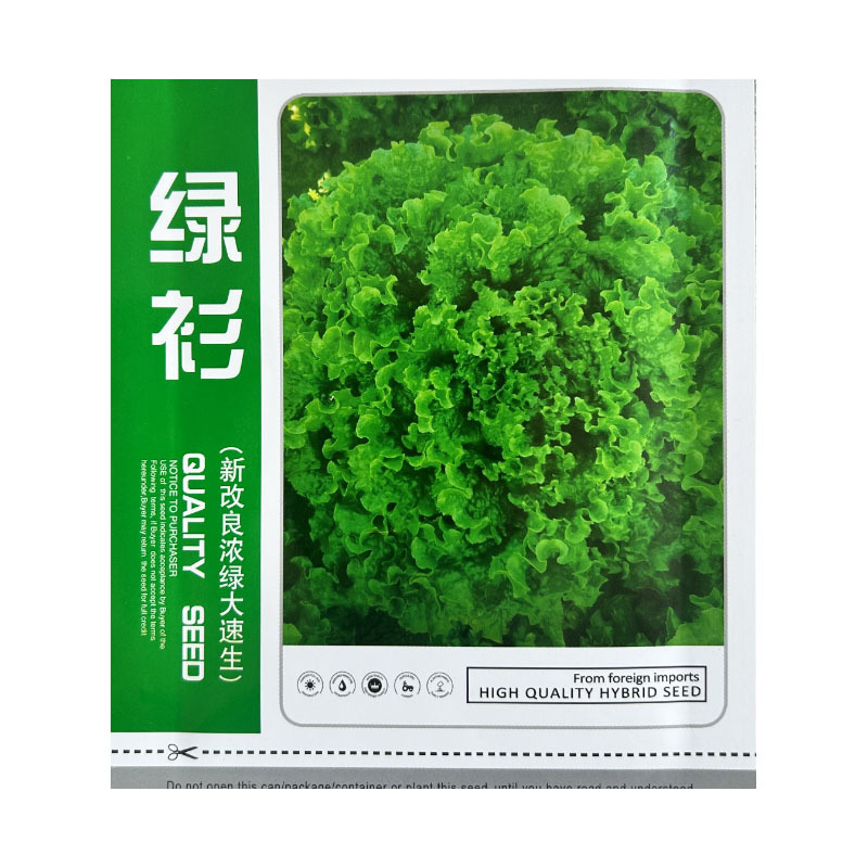 绿衫改良浓绿大速生菜种子产量高耐寒耐抽苔四季种植