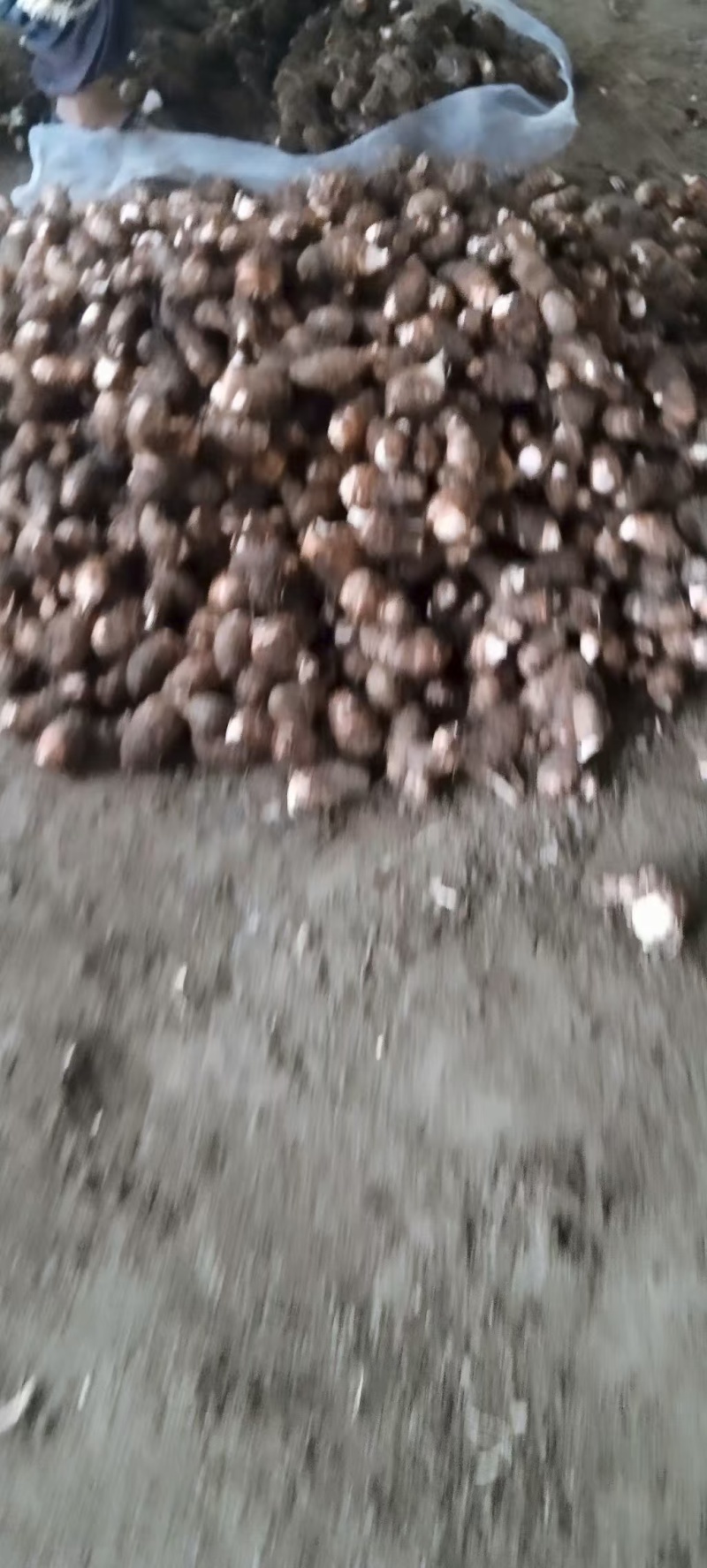 【大量上市】安徽红芽芋芋头毛芋头产地直发一条龙服务批发