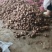 【大量上市】安徽红芽芋芋头毛芋头产地直发一条龙服务批发