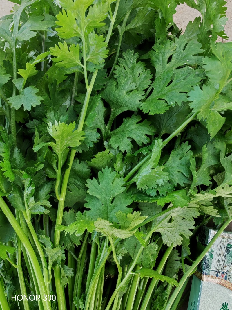 河北铁杆香菜新鲜上市价格美丽质量好走货快欢迎询价热卖