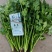 河北铁杆香菜新鲜上市价格美丽质量好走货快欢迎询价热卖