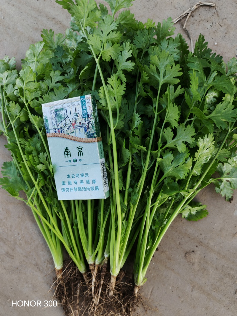 河北铁杆香菜新鲜上市价格美丽质量好走货快欢迎询价热卖